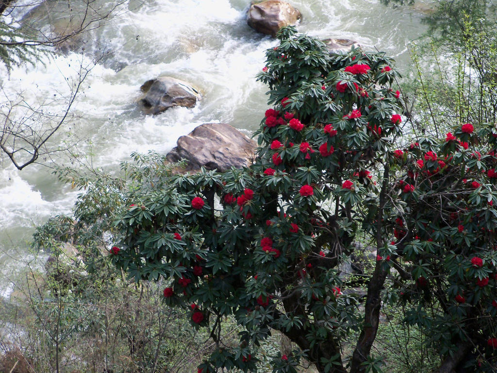 Parvati Kuteer Riverside Resort Kasol Εξωτερικό φωτογραφία
